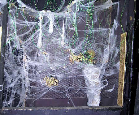 The Side Part of the Spider Room