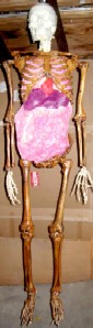 Painted Organs in Skeleton