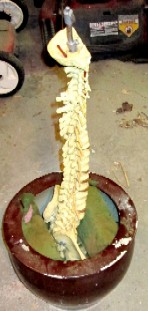Unpainted Skeleton Flower Spine Stem