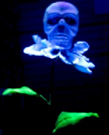 The Sparkle Skull in the Larger Plants