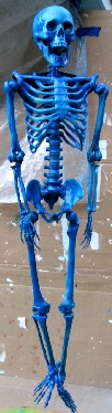 The Skeleton Painted Blue