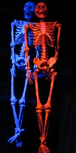 Painted Skeletons in Black Light