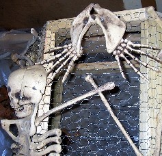 Bone Detail Photo 2