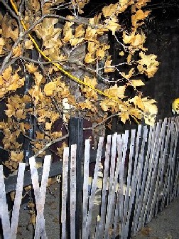 Skeleton Tree Fence 2
