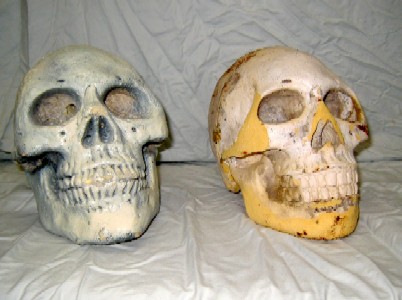 Base Polyfoam Skull Comparison