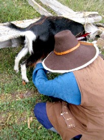 Mission milking the goat