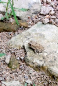 A toad on a rock