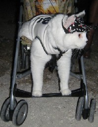 Pirate Cat in Stroller