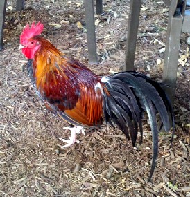 A Blue Heaven rooster