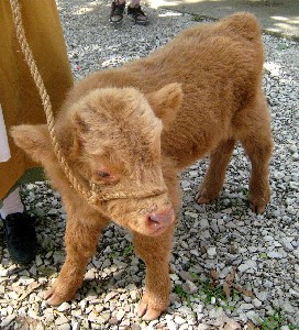 The calf, Phydeaux