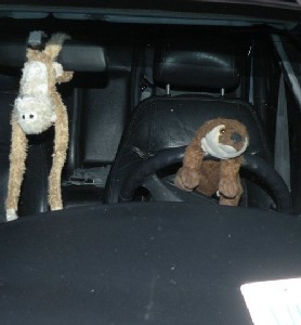 Lob & Otter driving 2