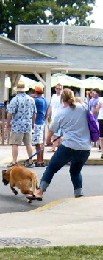 Dog dragging owner across the street