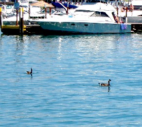 Canadian Geese at Put-in-Bay