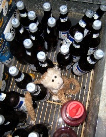 Lob in a forest of beer bottles