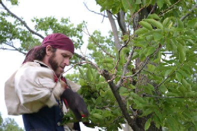 Jim Climbing a Tree