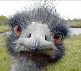 Emu or not emu?