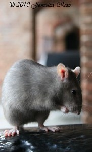 Bonny the rat