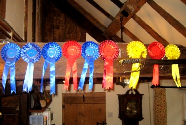 Ribbons for Prize-Winning Sheep