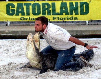 Man Wrestling Alligator