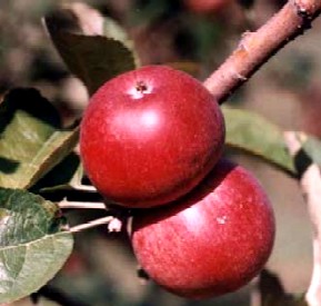 Kingston-Black Apples