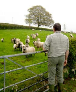 Sheep Looking at Gareth and Me