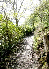 Wooded Path at Portmeirion