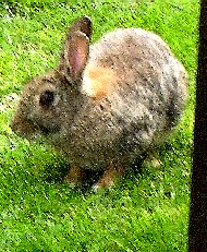 The Portmeirion Rabbit